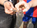 Des tas de crabes!!!