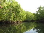 La Mangrove